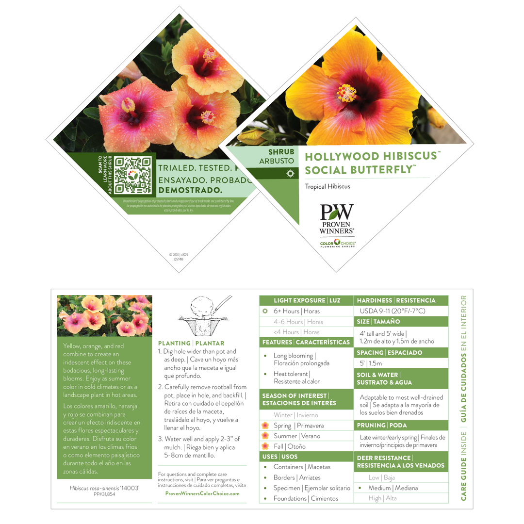 Hollywood Hibiscus® Social Butterfly™ Tropical Hibiscus (Hibiscus rosa-sinensis)