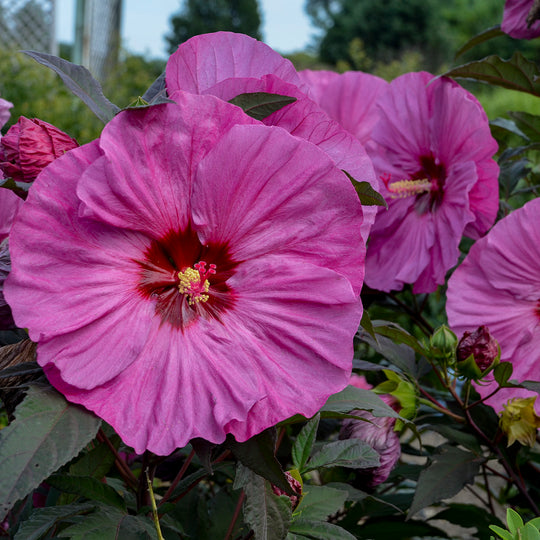 Summerific® 'Berry Awesome' Rose Mallow (Hibiscus hybrid)