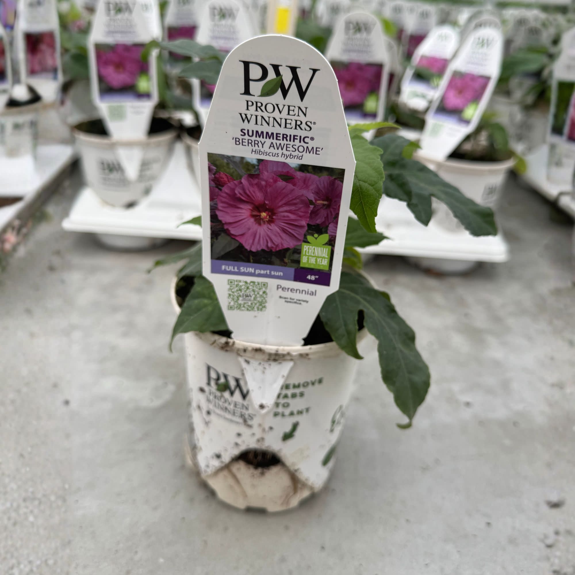 Rose Mallow | Summerific® 'Berry Awesome' | Proven Winners