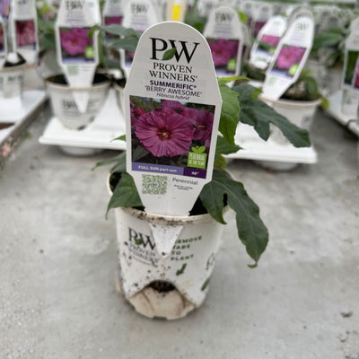 Summerific® 'Berry Awesome' Rose Mallow (Hibiscus hybrid)