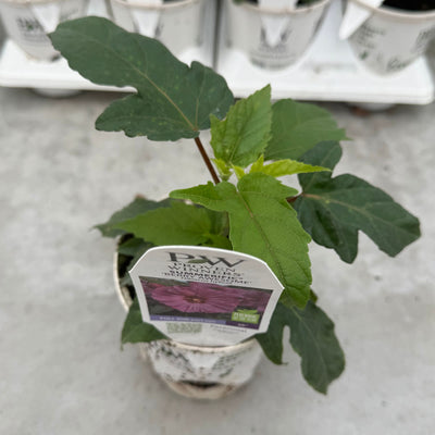 Summerific® 'Berry Awesome' Rose Mallow (Hibiscus hybrid)