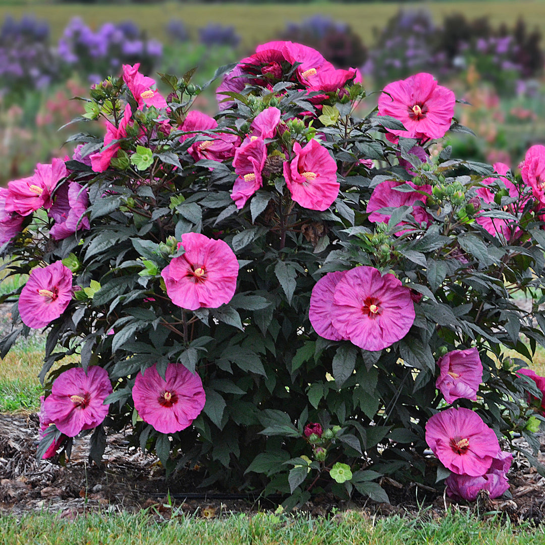 Rose Mallow | Summerific® 'Berry Awesome' | Proven Winners