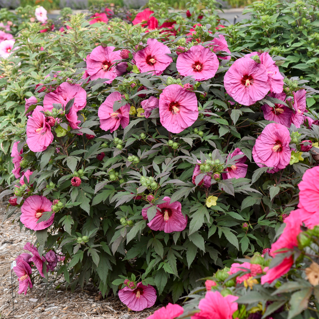 ✯ Mallow ✯ Summerific® 'Valentine's Crush' Rose Mallow - Plant Guide