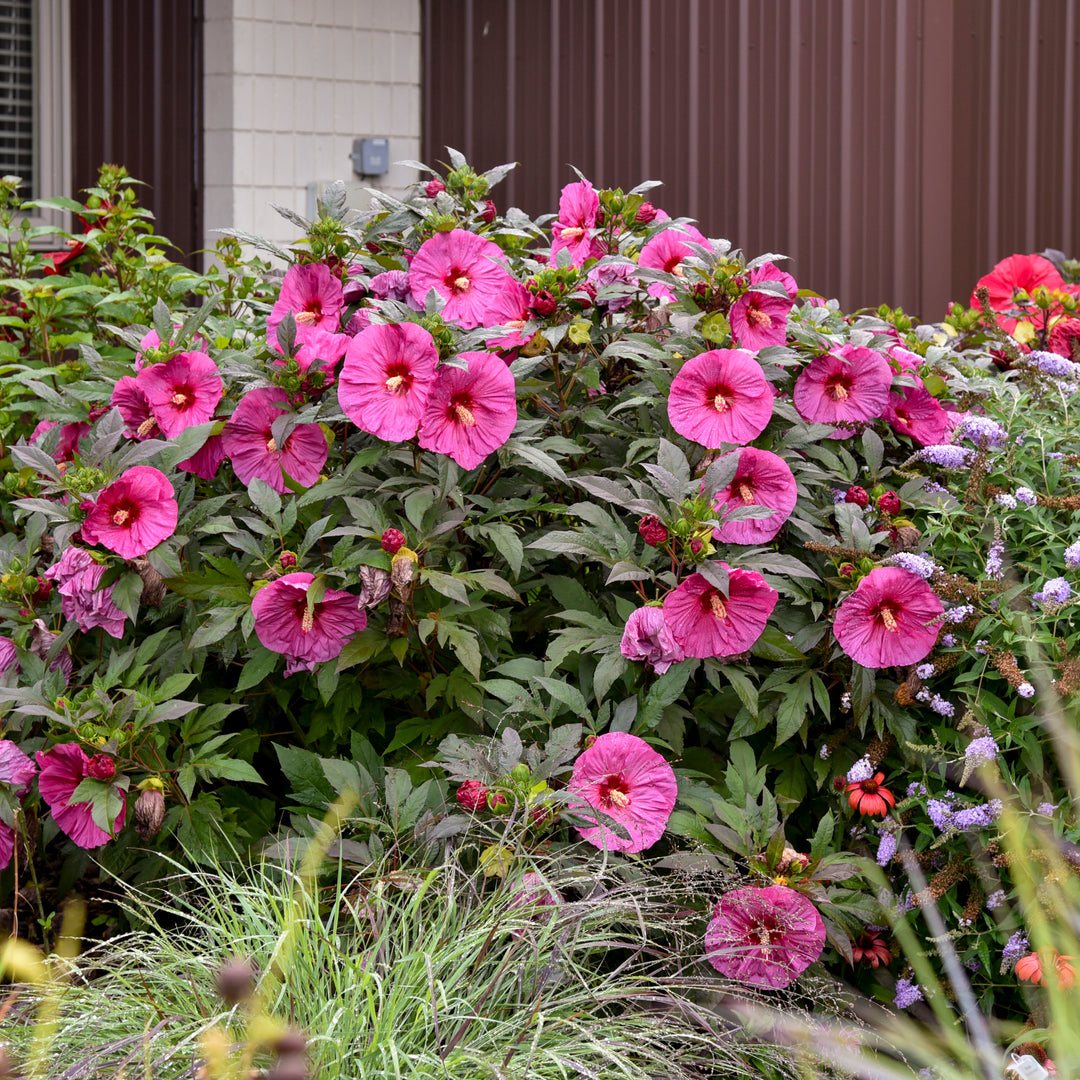 Rose Mallow | Summerific® 'Berry Awesome' | Proven Winners
