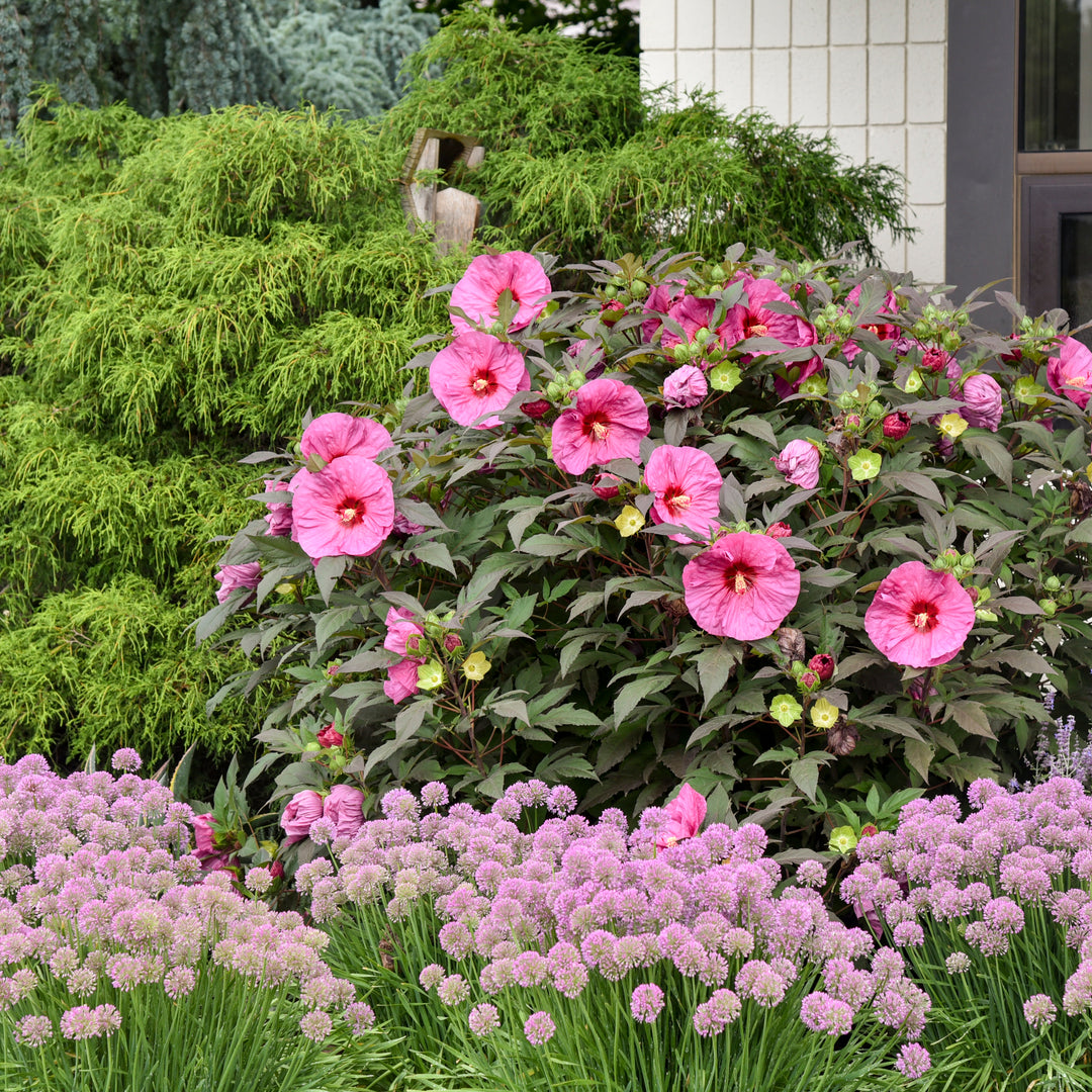 Rose Mallow | Summerific® 'Berry Awesome' | Proven Winners