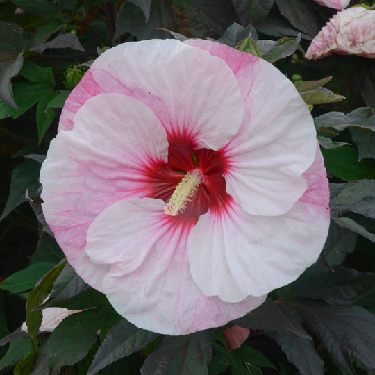 Summerific® 'Perfect Storm' Rose Mallow (Hibiscus hybrid)