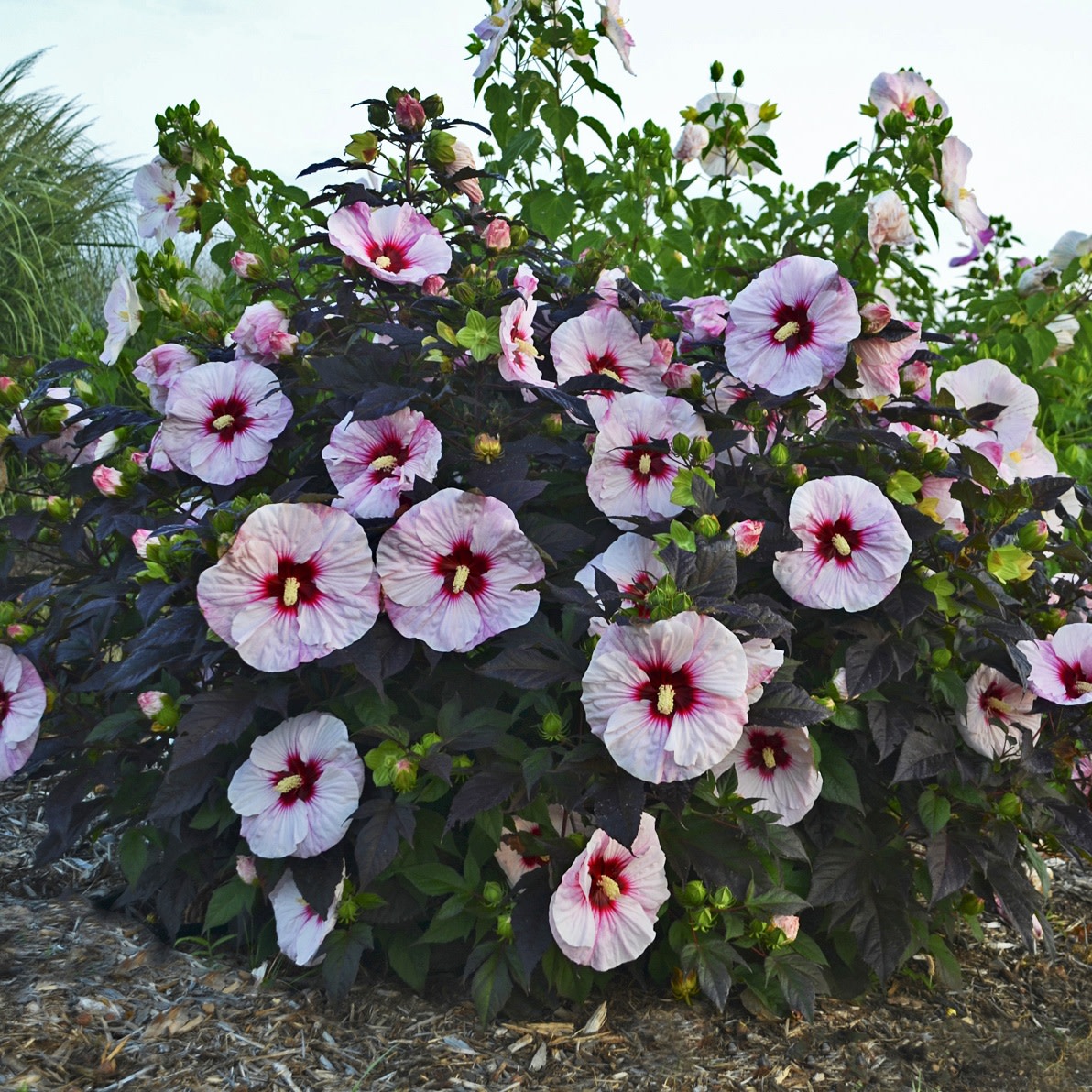 Rose Mallow | Summerific® 'Perfect Storm' | Proven Winners