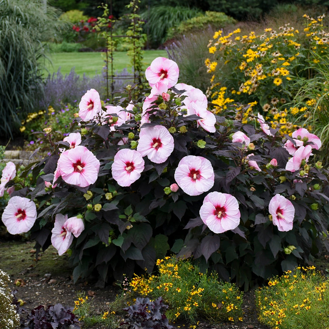 Rose Mallow | Summerific® 'Perfect Storm' | Proven Winners