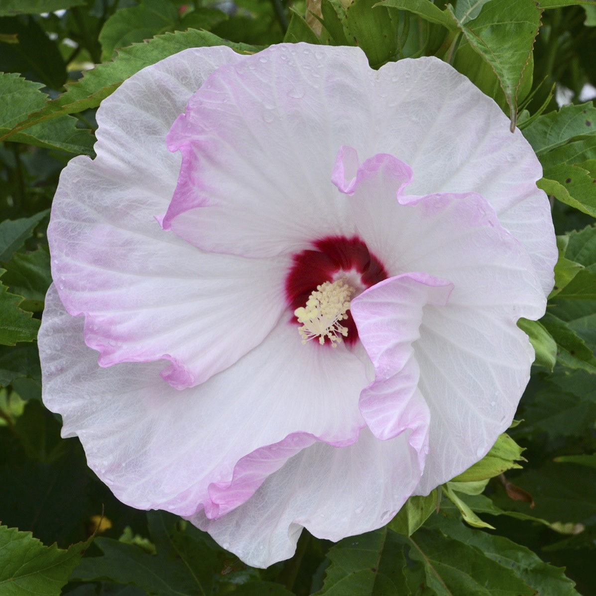 Rose Mallow | Summerific® 'Ballet Slippers' | Proven Winners