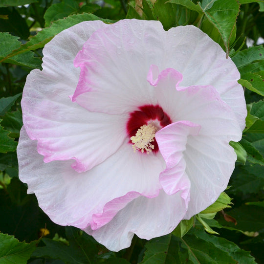 Summerific® 'Ballet Slippers' Rose Mallow (Hibiscus hybrid)