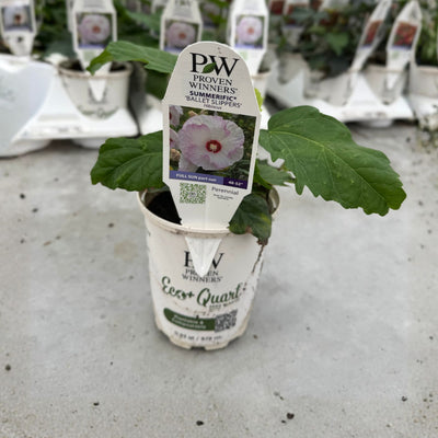 Summerific® 'Ballet Slippers' Rose Mallow (Hibiscus hybrid)