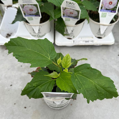 Summerific® 'Ballet Slippers' Rose Mallow (Hibiscus hybrid)