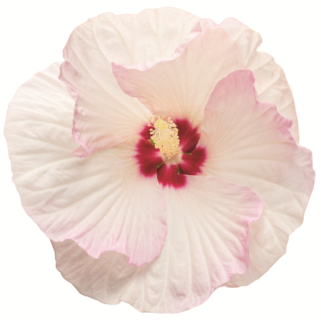 Summerific® &