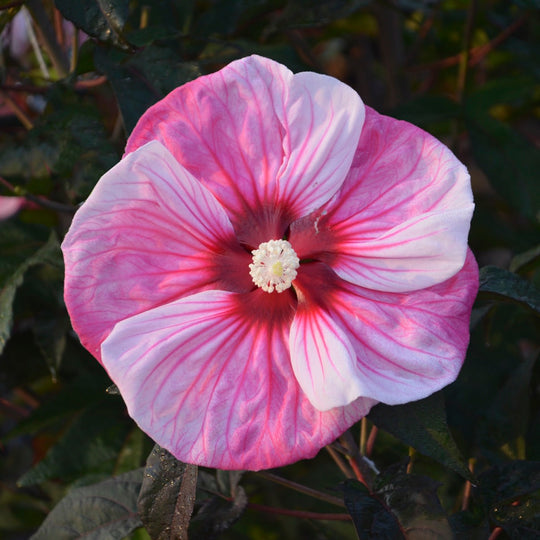 Summerific® 'Cherry Choco Latte' Rose Mallow (Hibiscus hybrid)