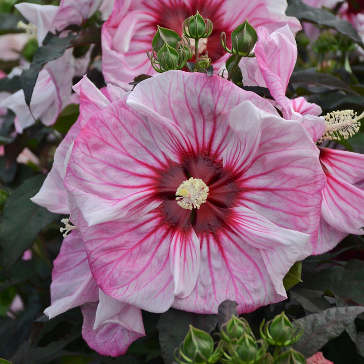 Rose Mallow | Summerific® 'Cherry Choco Latte' | Proven Winners