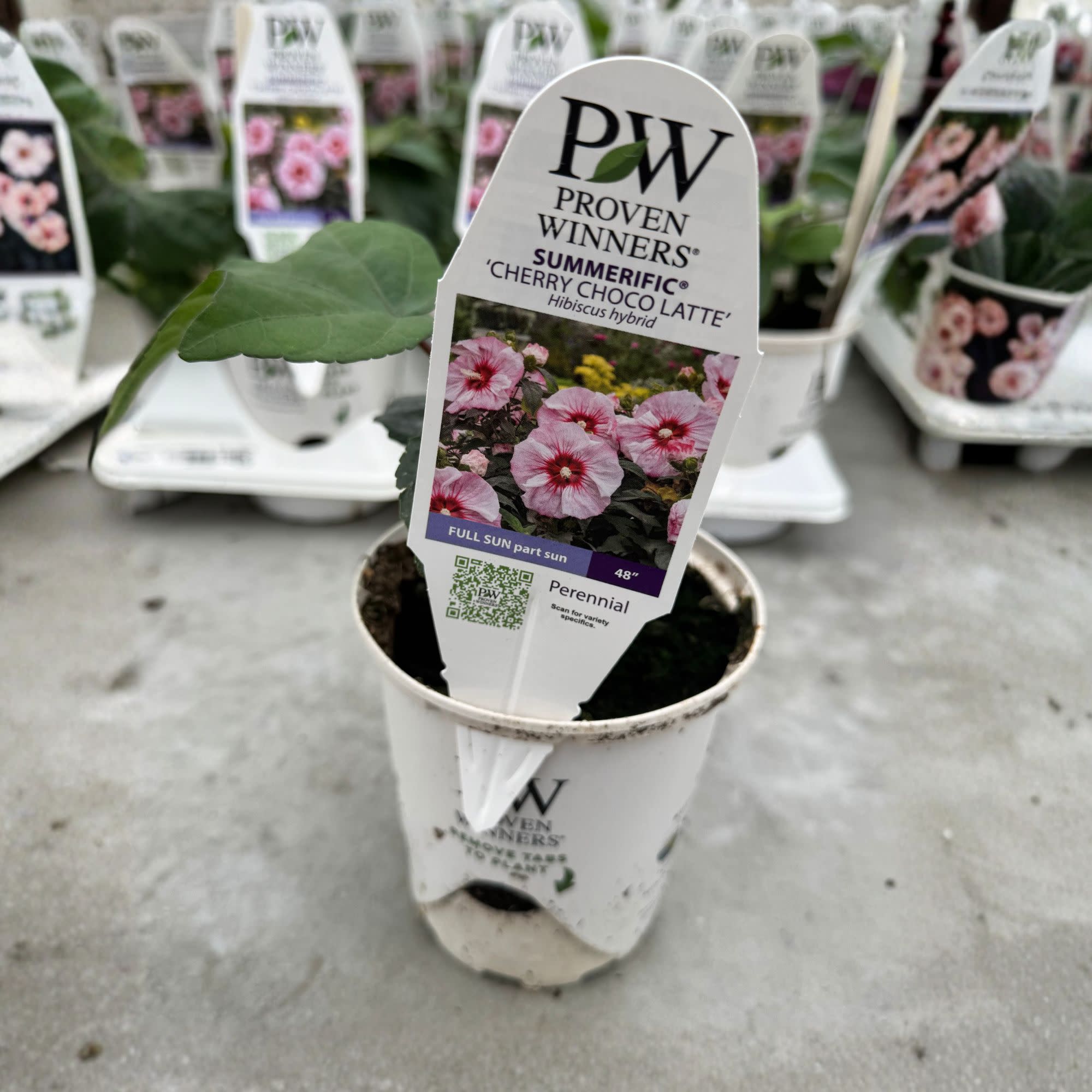 ローズ Rose Mallow | Summerific® 'Cherry Choco Latte' | Proven Winners