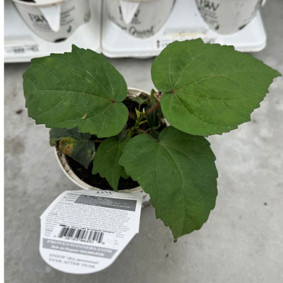 Summerific® 'Cherry Choco Latte' Rose Mallow (Hibiscus hybrid)