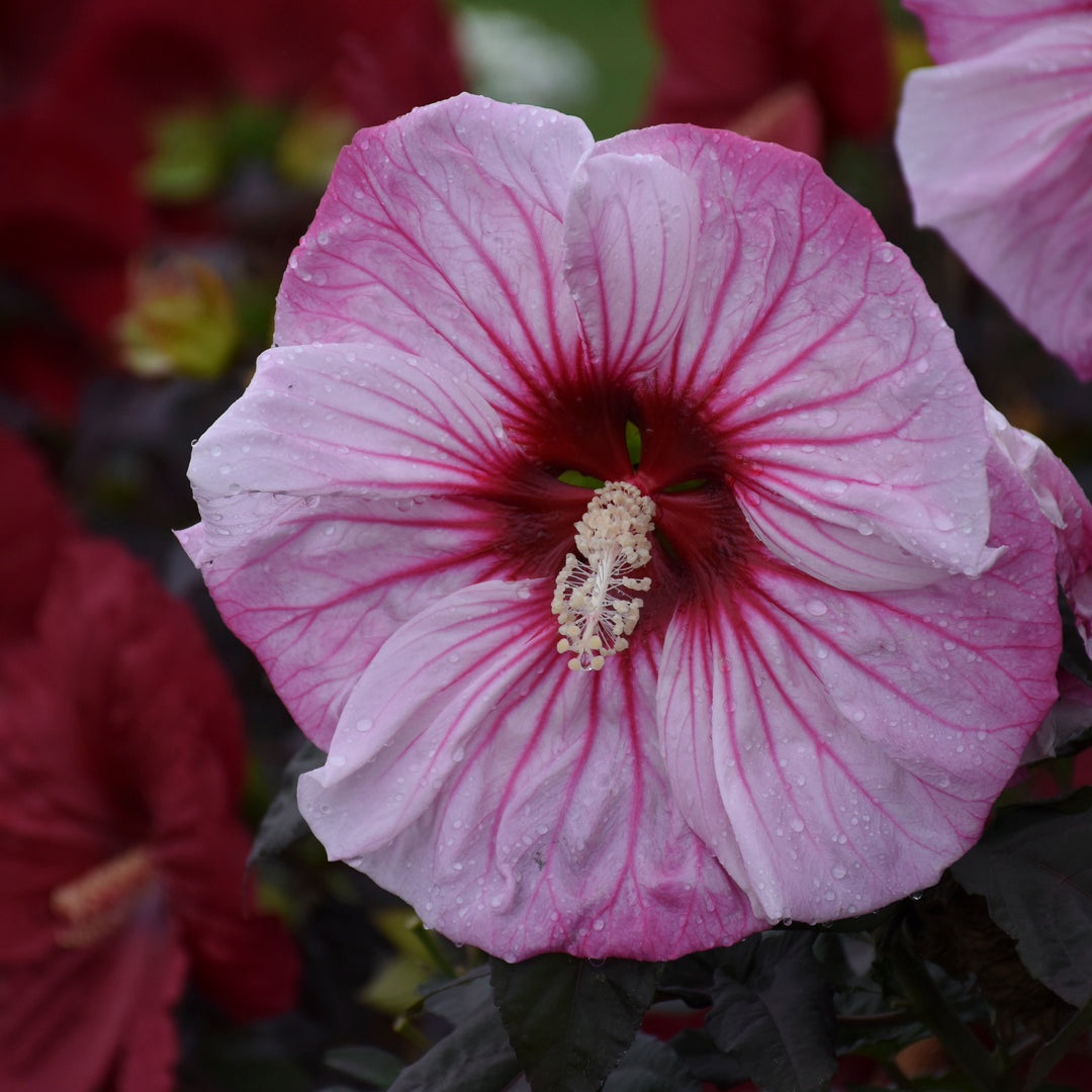 Rose Mallow | Summerific® 'Cherry Choco Latte' | Proven Winners