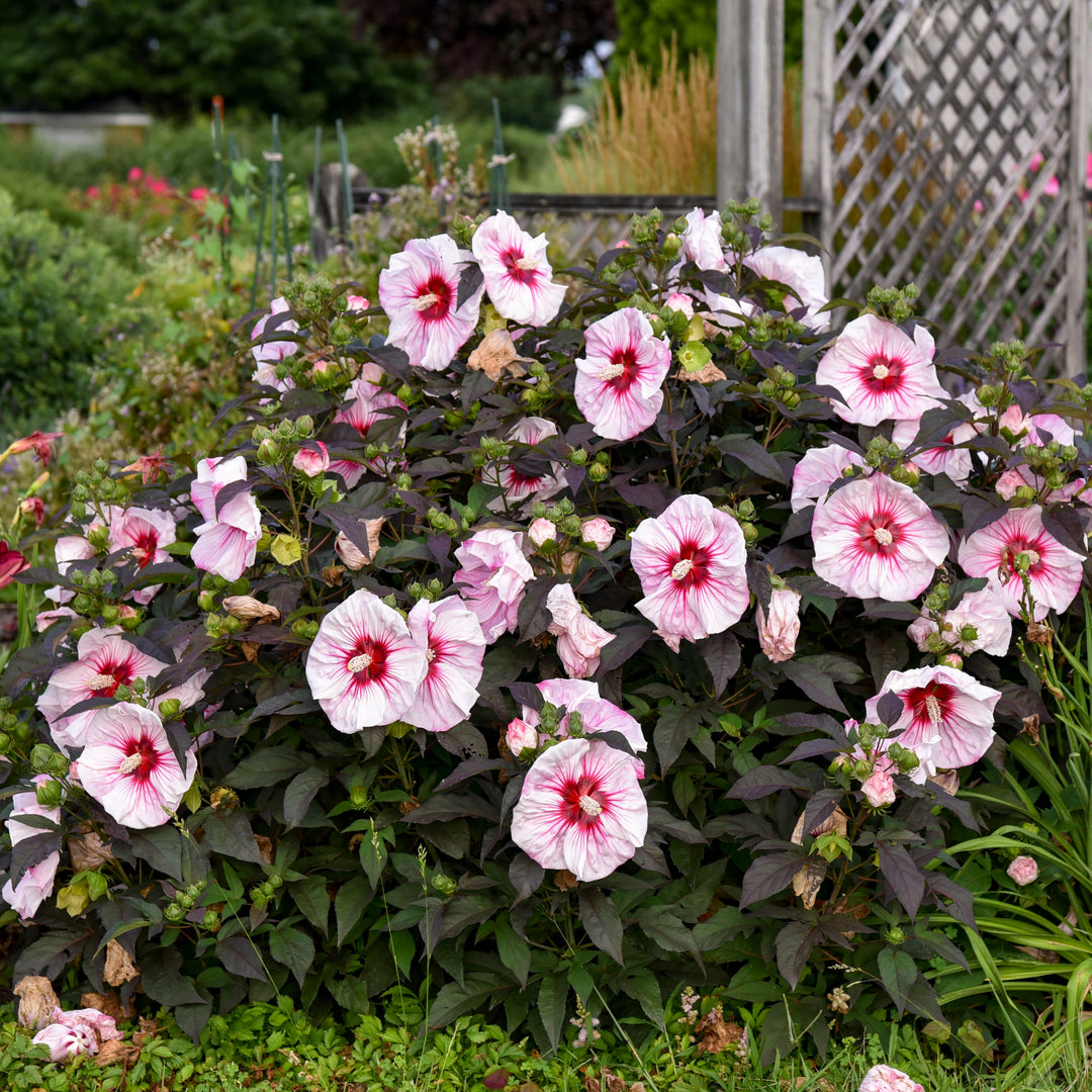 Rose Mallow | Summerific® 'Cherry Choco Latte' | Proven Winners