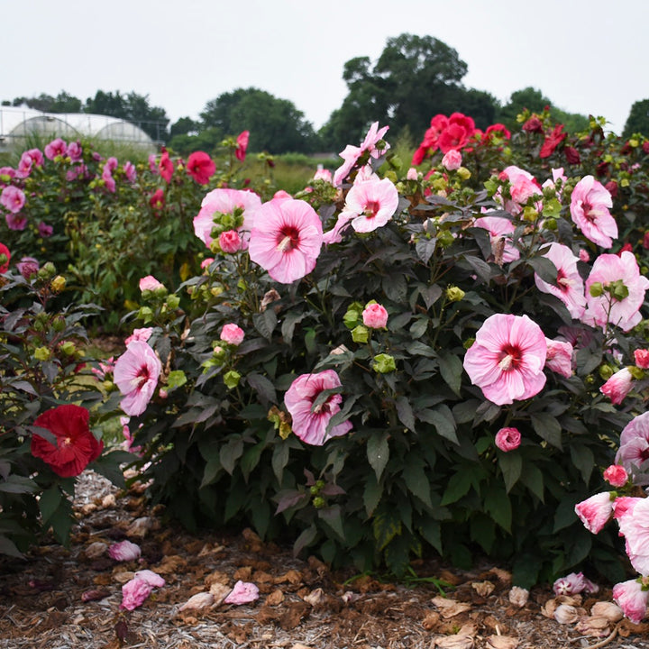 Rose Mallow | Summerific® 'Cherry Choco Latte' | Proven Winners