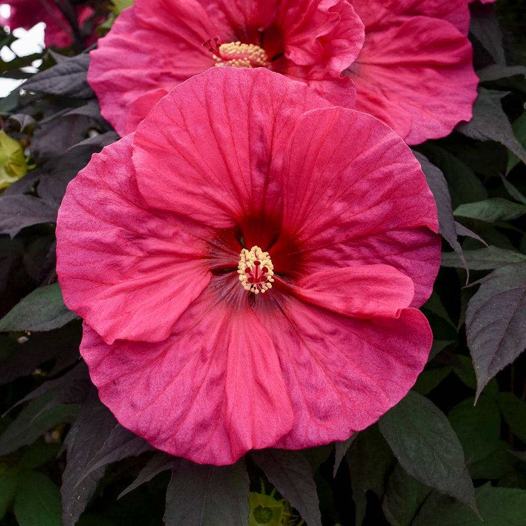 Rose Mallow | Summerific® 'Evening Rose' | Proven Winners