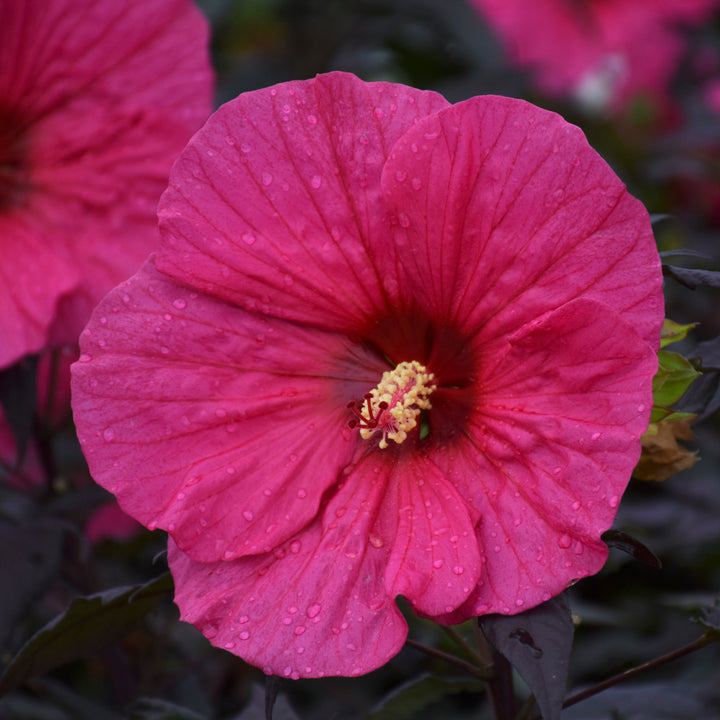 Rose Mallow | Summerific® 'Evening Rose' | Proven Winners