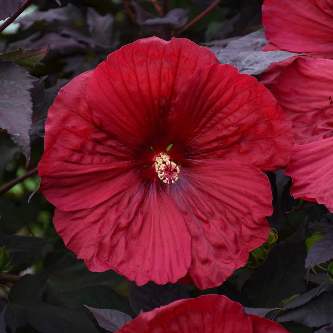 HIBPWP212-CloseUp-1_a7123620-