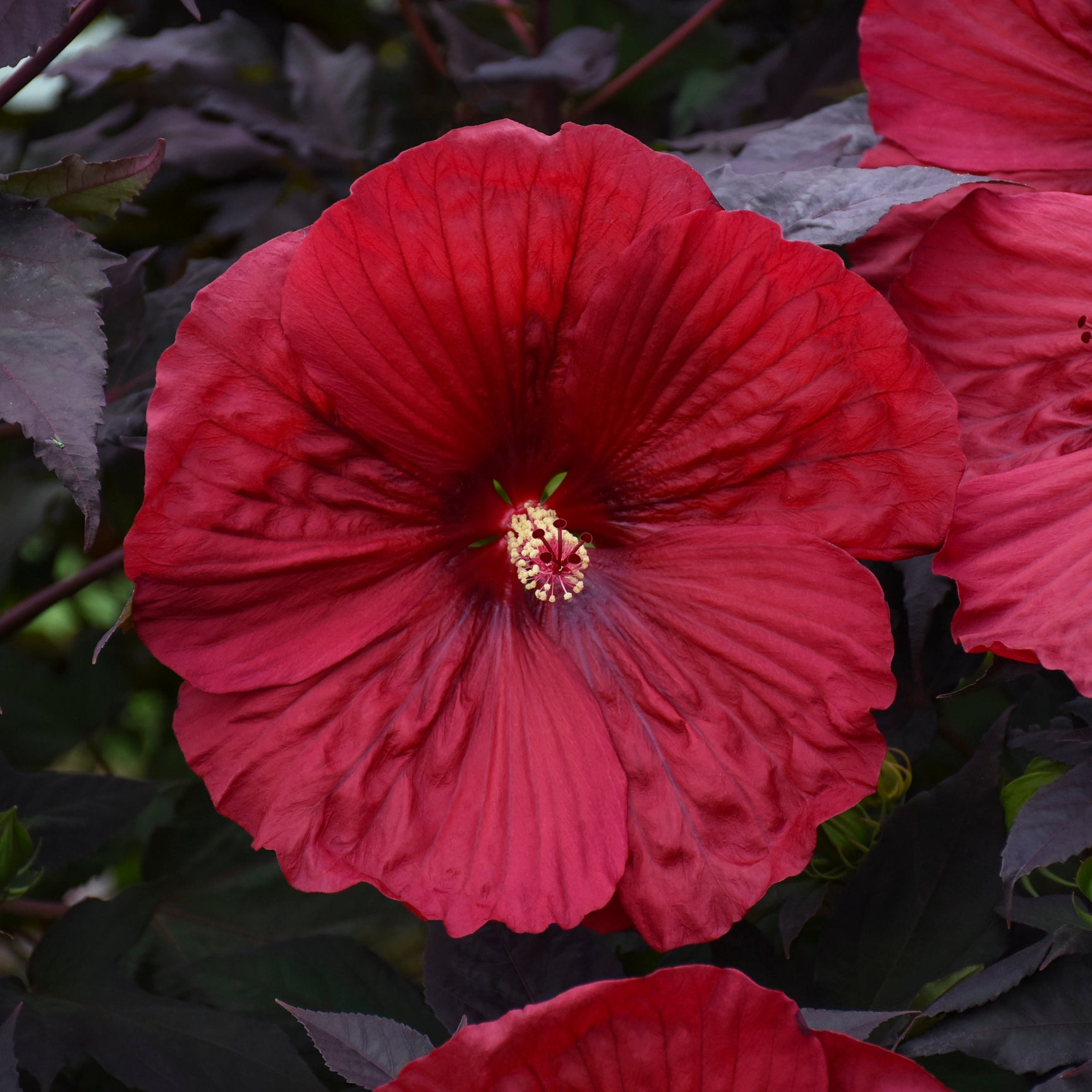 Summerific® Hibiscus – Proven Winners Direct™