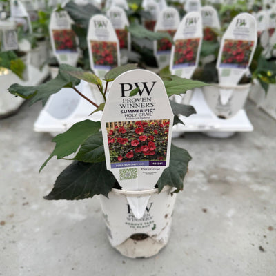 Summerific® 'Holy Grail' Rose Mallow (Hibiscus hybrid)