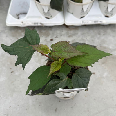 Summerific® 'Holy Grail' Rose Mallow (Hibiscus hybrid)