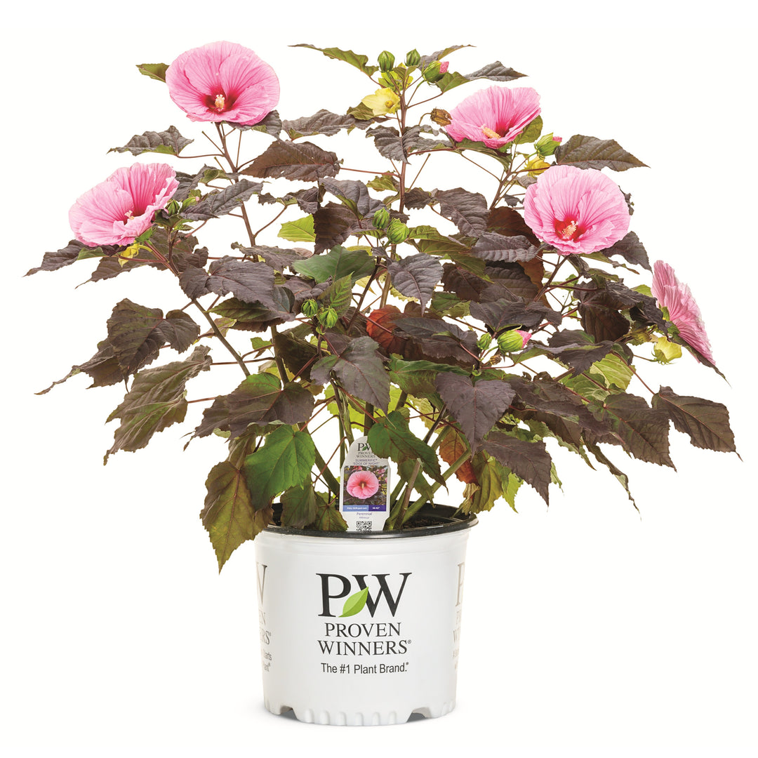 ✯ Mallow ✯ db78c1b3-daf3-4a4b-afc6-