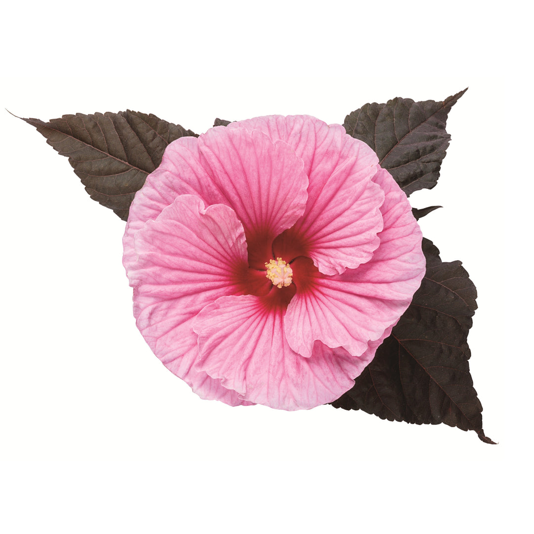Rose Mallow | Summerific® 'Edge of Night' | Proven Winners