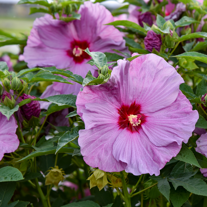 【ローズ】 Rose Mallow | Summerific® 'Lilac Crush' | Proven Winners