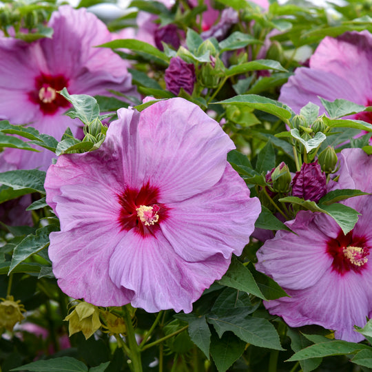 Summerific® 'Lilac Crush' Rose Mallow (Hibiscus hybrid)