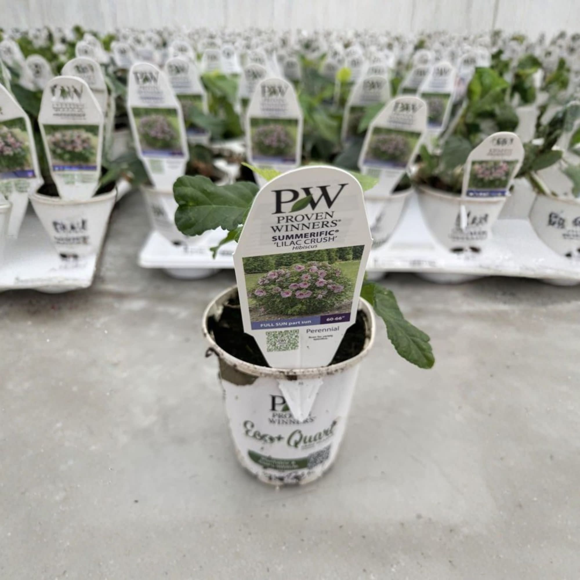 Rose Mallow | Summerific® 'Lilac Crush' | Proven Winners