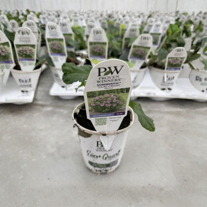 Rose Mallow | Summerific® 'Lilac Crush' | Proven Winners