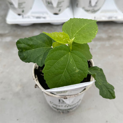Summerific® 'Lilac Crush' Rose Mallow (Hibiscus hybrid)