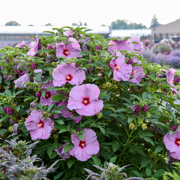 Rose Mallow | Summerific® 'Lilac Crush' | Proven Winners
