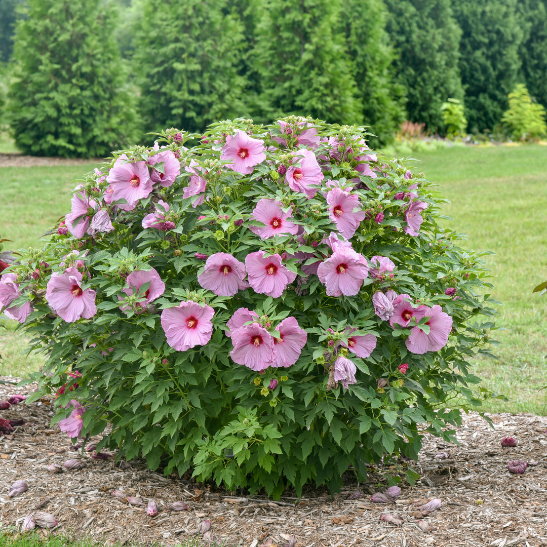 ローズパープル＃１１* Azalea - Perfecto Mundo Double Purple Reblooming Azalea - Sugar