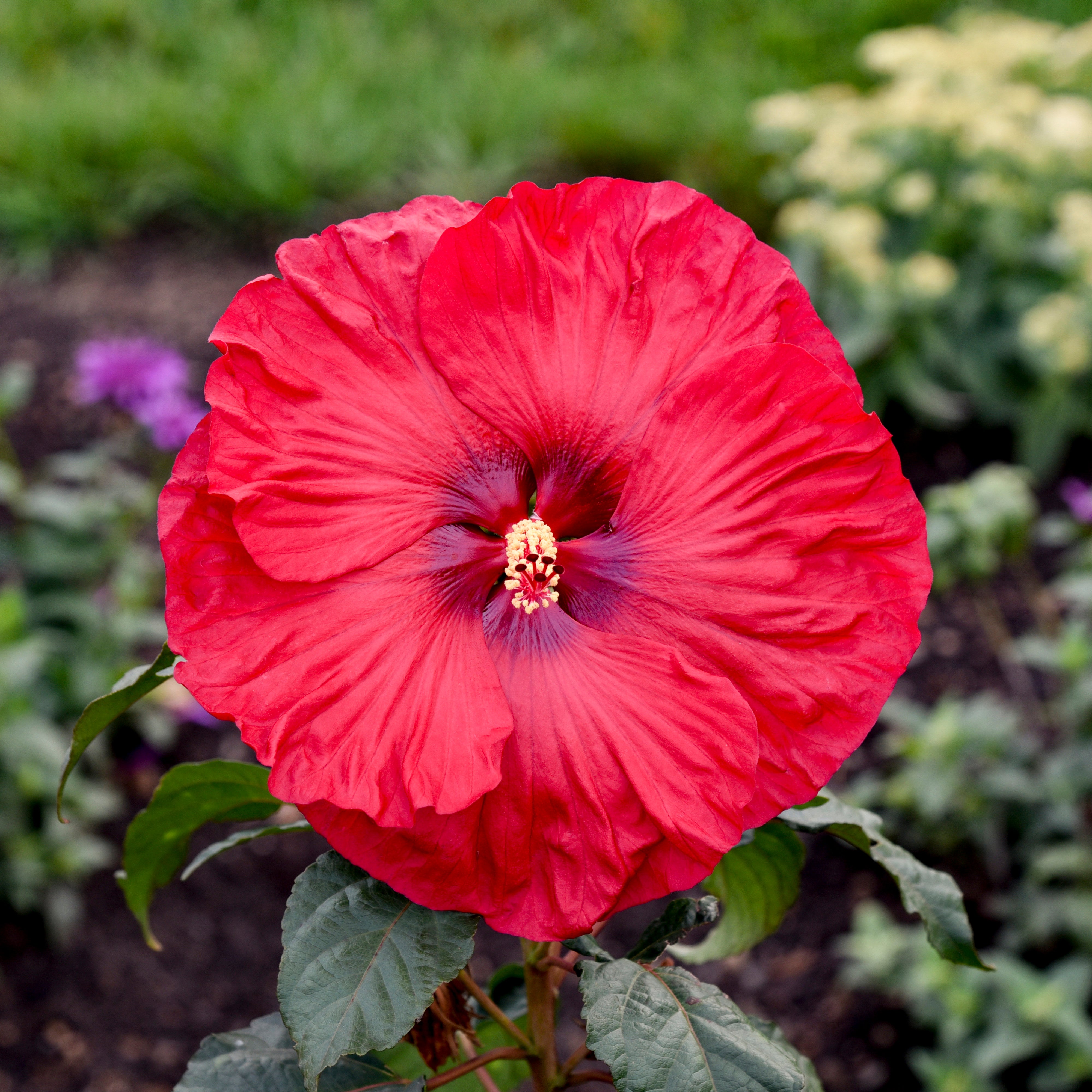 フラワー Rose Mallow | Summerific® 'Valentine's Crush' | Proven Winners
