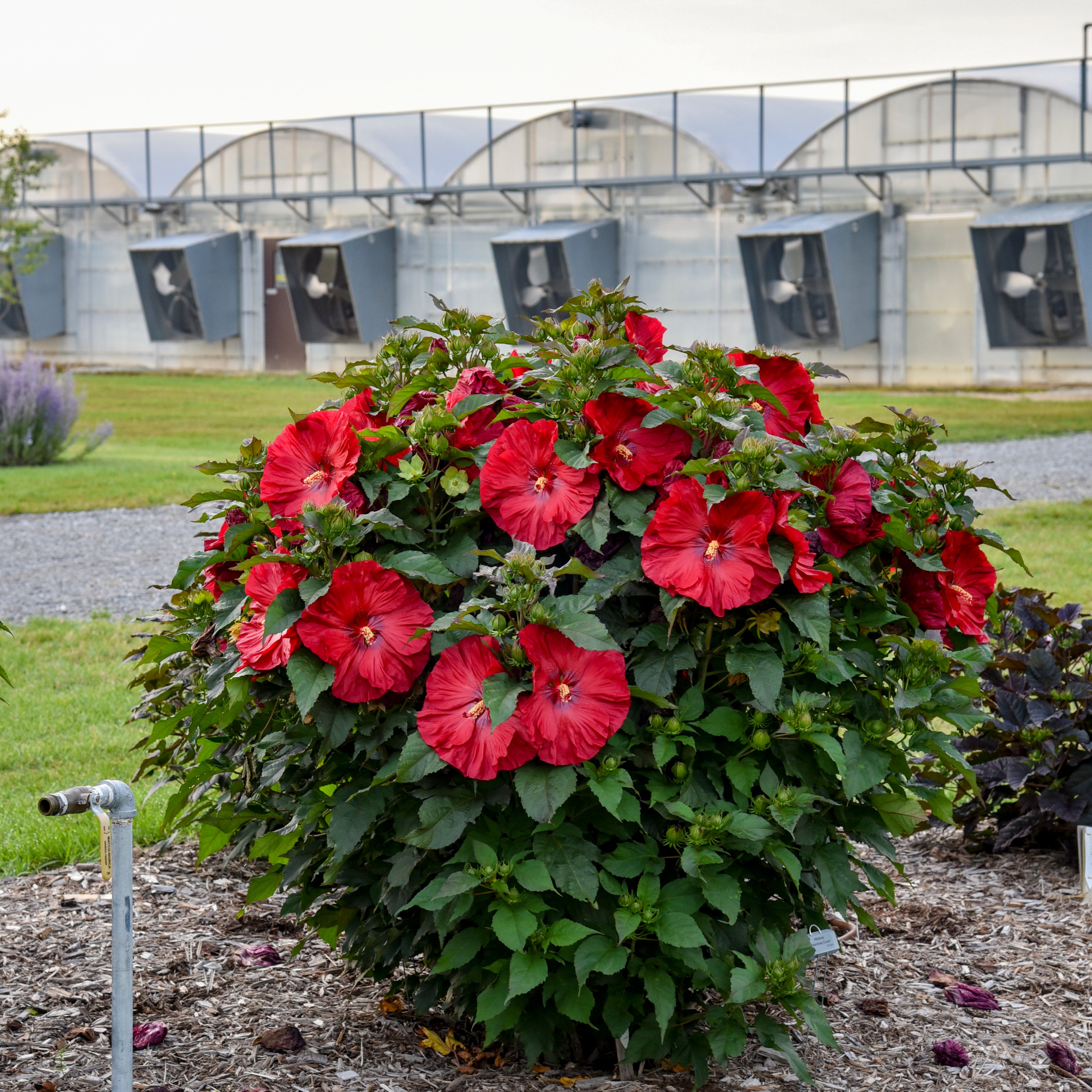 Rose Mallow | Summerific® 'Valentine's Crush' | Proven Winners