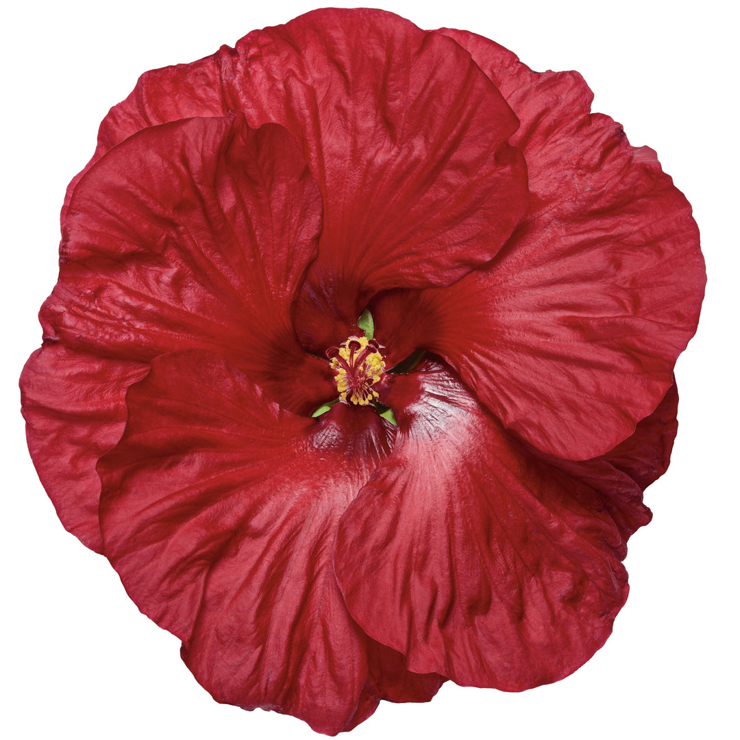 ✯ Mallow ✯ MALLOW Fabric Sectional in Grey Chenille – Mobital Group