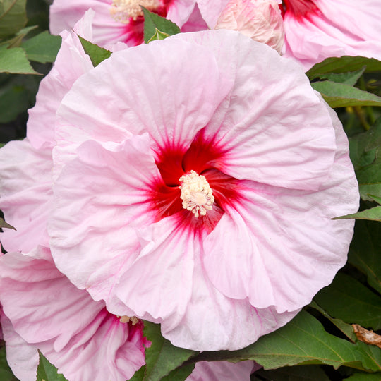 Summerific® 'All Eyes on Me' Rose Mallow (Hibiscus hybrid)