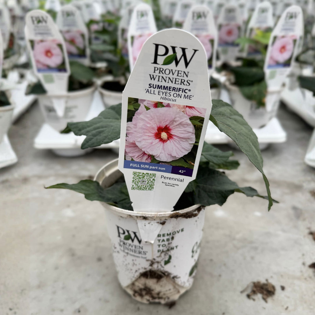 Rose Mallow | Summerific® 'All Eyes on Me' | Proven Winners
