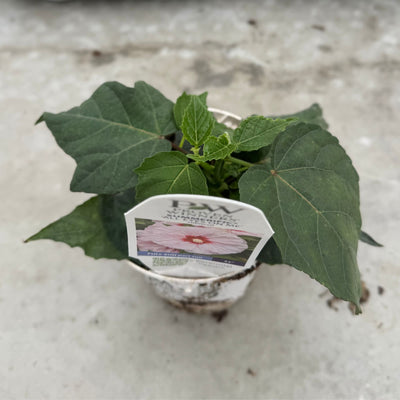 Summerific® 'All Eyes on Me' Rose Mallow (Hibiscus hybrid)