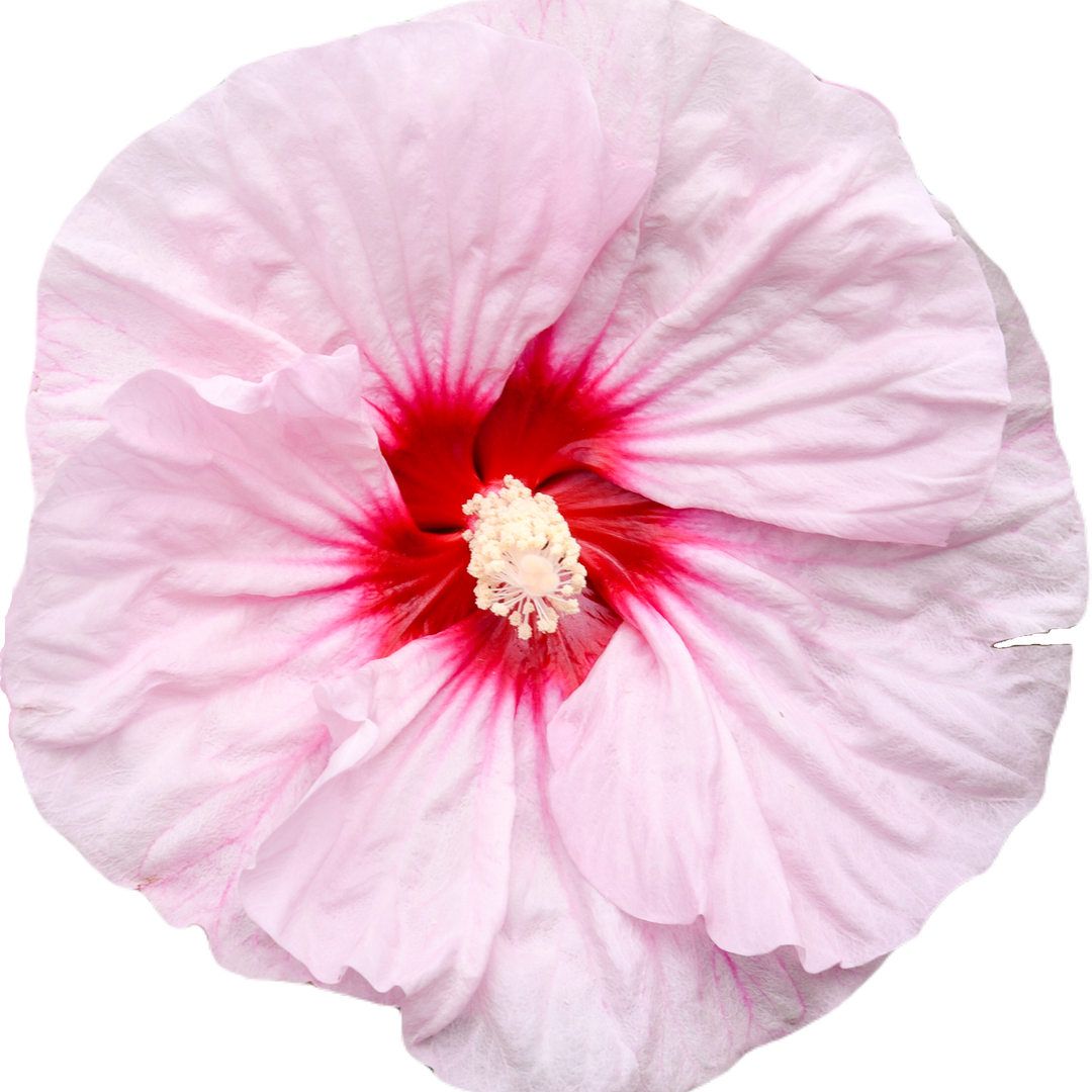 Rose Mallow | Summerific® 'All Eyes on Me' | Proven Winners