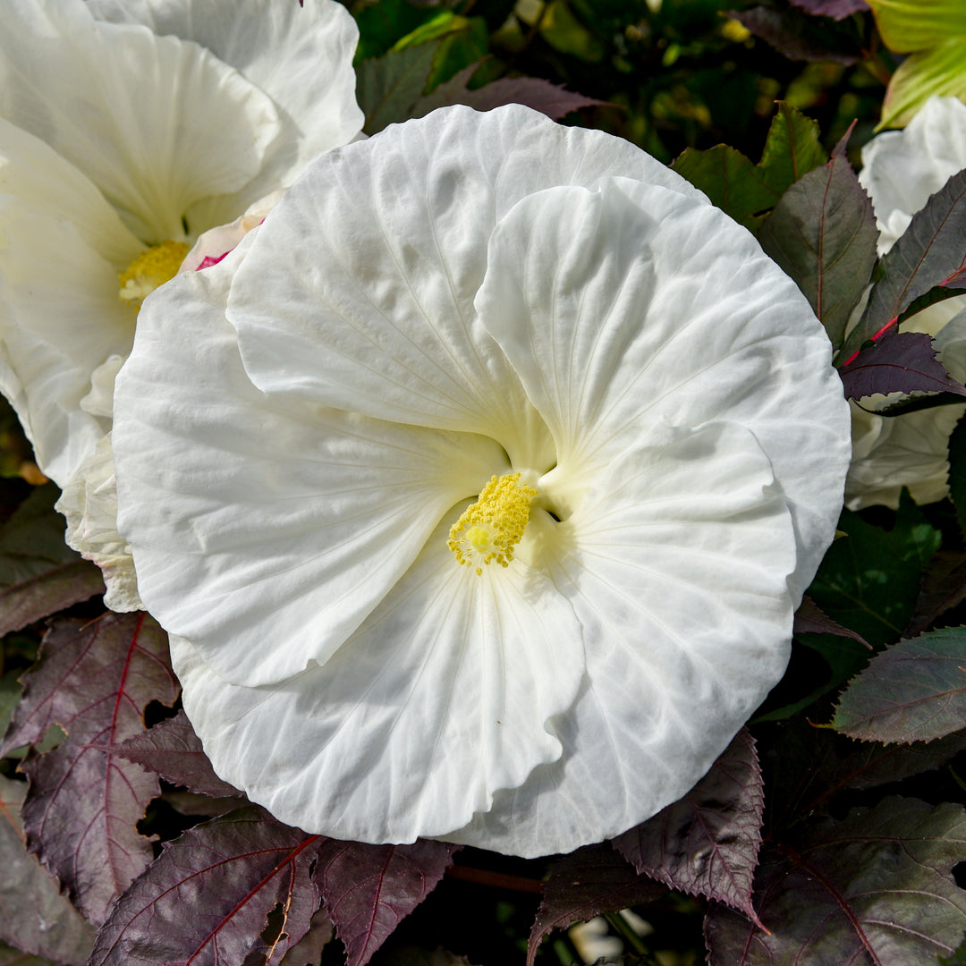 Rose Mallow | Summerific® 'Cookies and Cream' | Proven Winners