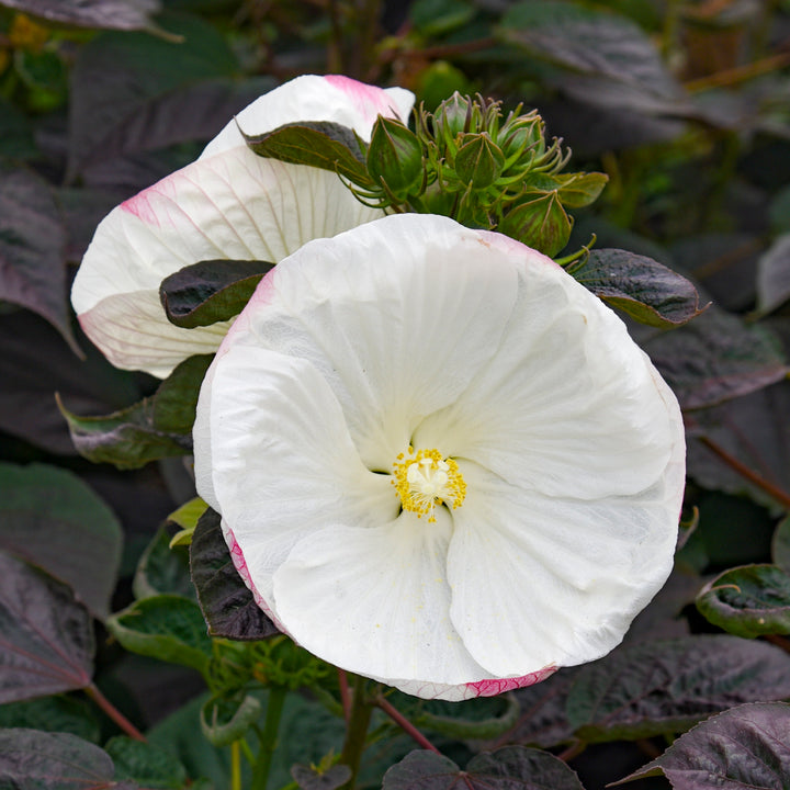 Rose Mallow | Summerific® 'Cookies and Cream' | Proven Winners