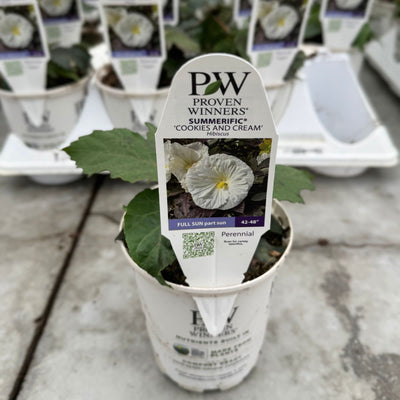 Summerific® 'Cookies and Cream' Rose Mallow (Hibiscus hybrid)