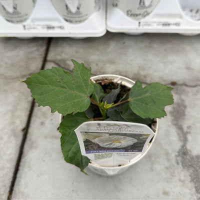 Summerific® 'Cookies and Cream' Rose Mallow (Hibiscus hybrid)